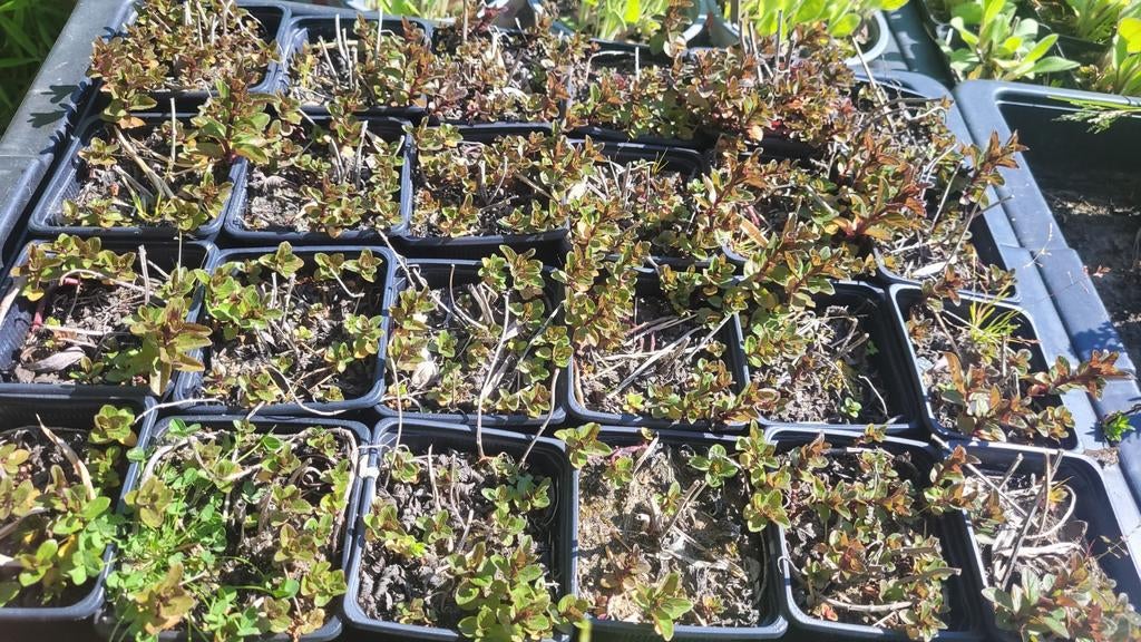 Chocolademunt, Ophalen, Volle zon, Vaste plant, Kruiden