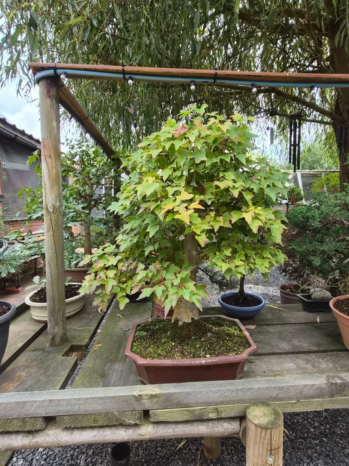 Bonsai, Tuin en Terras, Ophalen