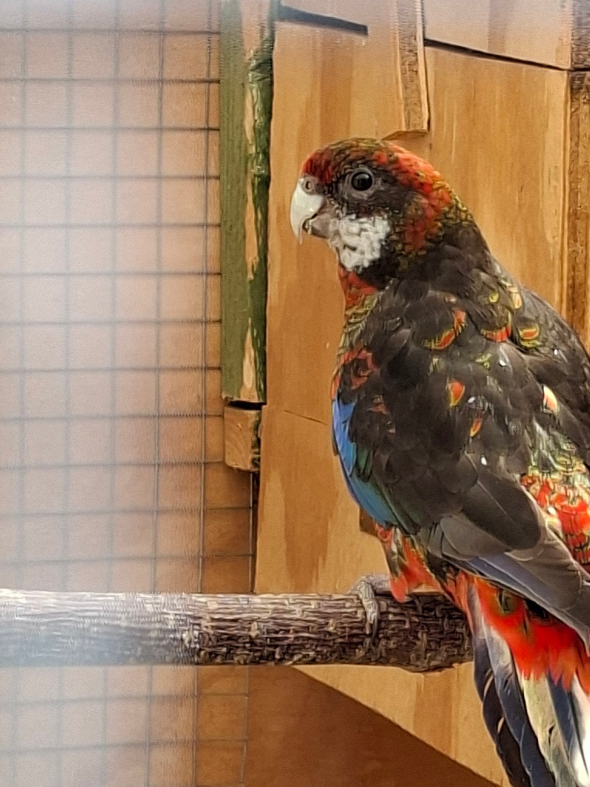 Rosella pop