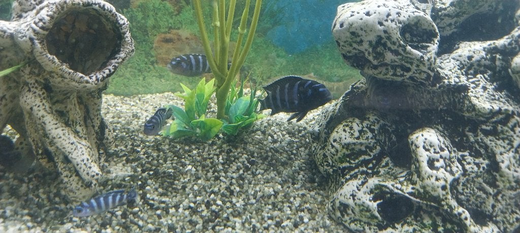 Malawi cichliden (Mbuna), Dieren en Toebehoren, Vis, Zoetwatervis