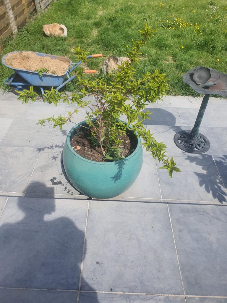 4 mooie planten ( wintervast) incl mooie potten, Tuin en Terras, Ophalen