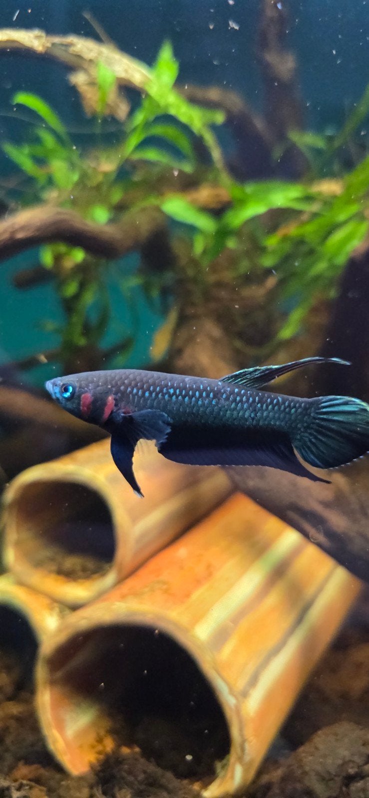 Wild Betta Mandor, Animaux & Accessoires, Poissons | Poissons d'aquarium, Poisson, Poisson d'eau douce