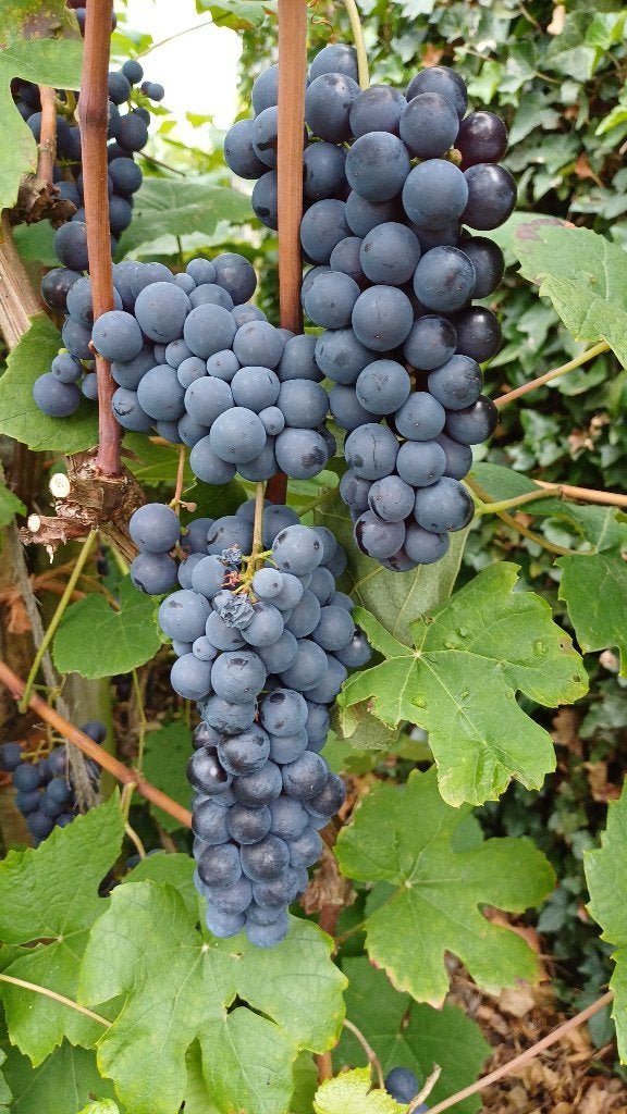 Biologische blauwe druiven, Ophalen