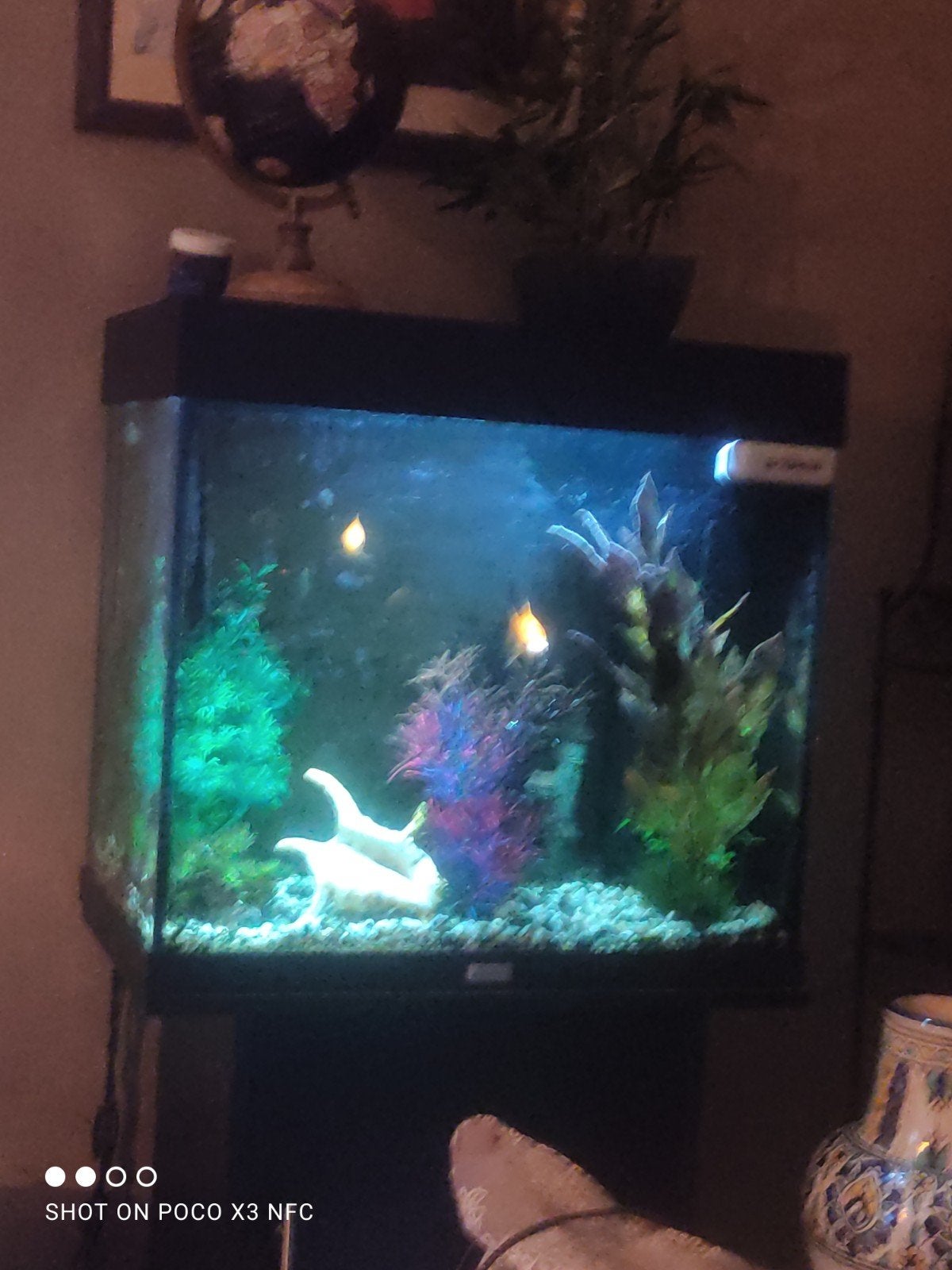 Aquarium op kastje met goedvissen en ornamenten, Enlèvement ou Envoi