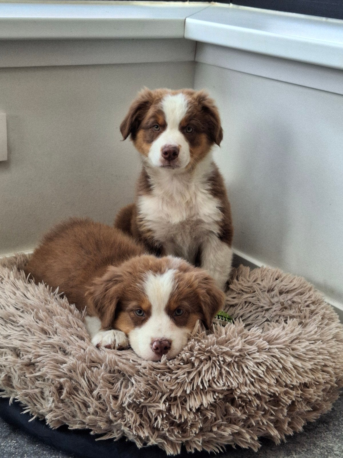 Raszuivere Australische herder pups, Dieren en Toebehoren, Honden | Herdershonden en Veedrijvers, België, Particulier, CDV (hondenziekte)