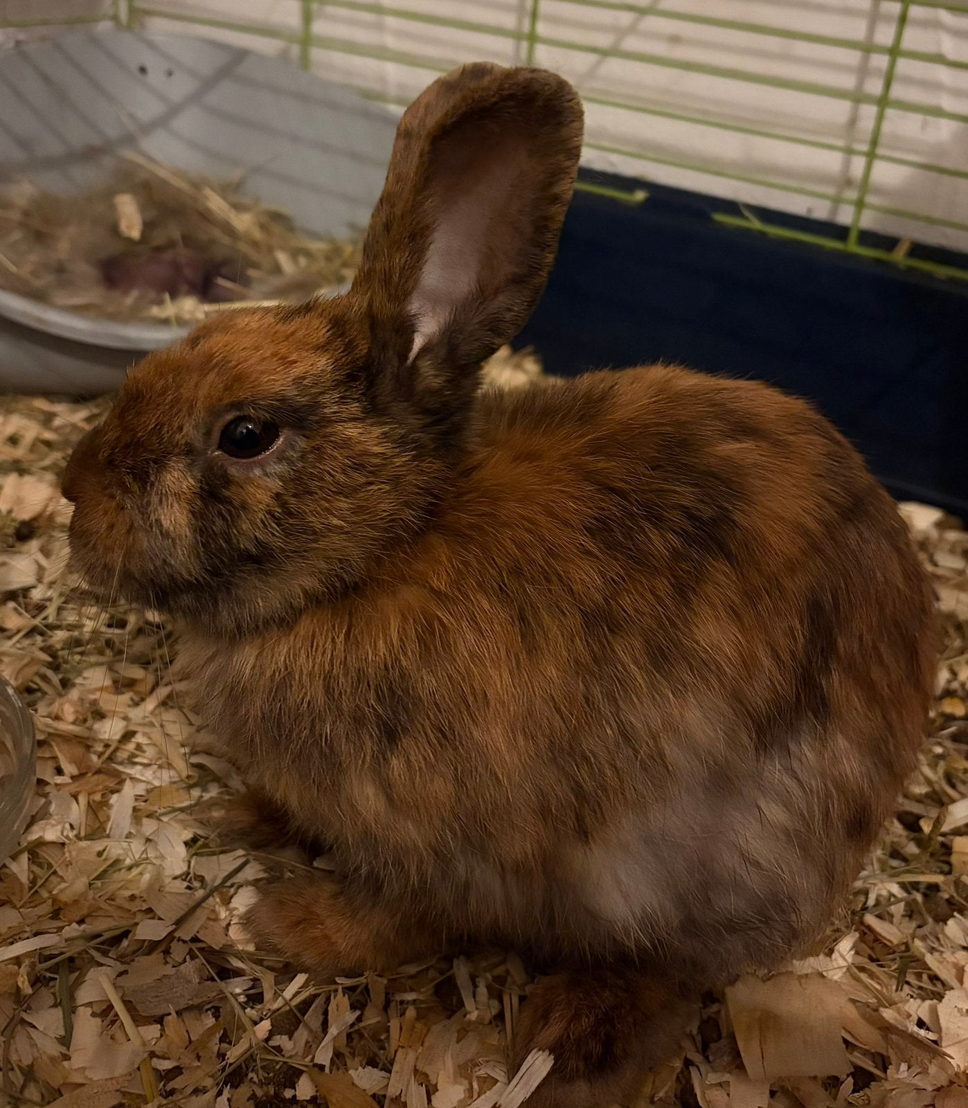 Voedster, Femelle, Nain, 0 à 2 ans