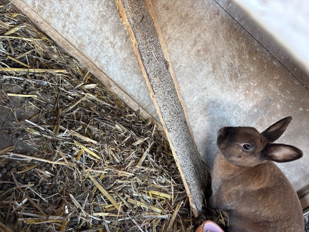 Rex dwerg konijn, Dieren en Toebehoren, Konijnen, Dwerg