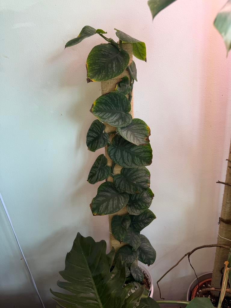 Monstera Dubia stekje / plant, Ophalen of Verzenden