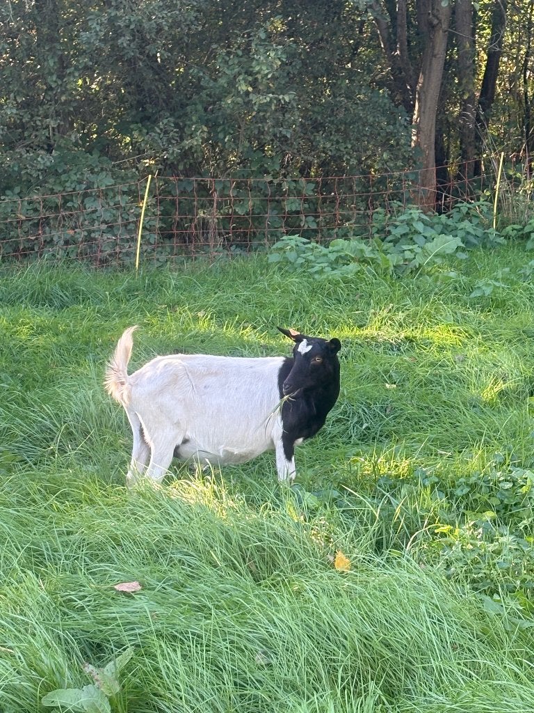 Bonte melkgeiten, Femelle, Chèvre, 3 à 5 ans