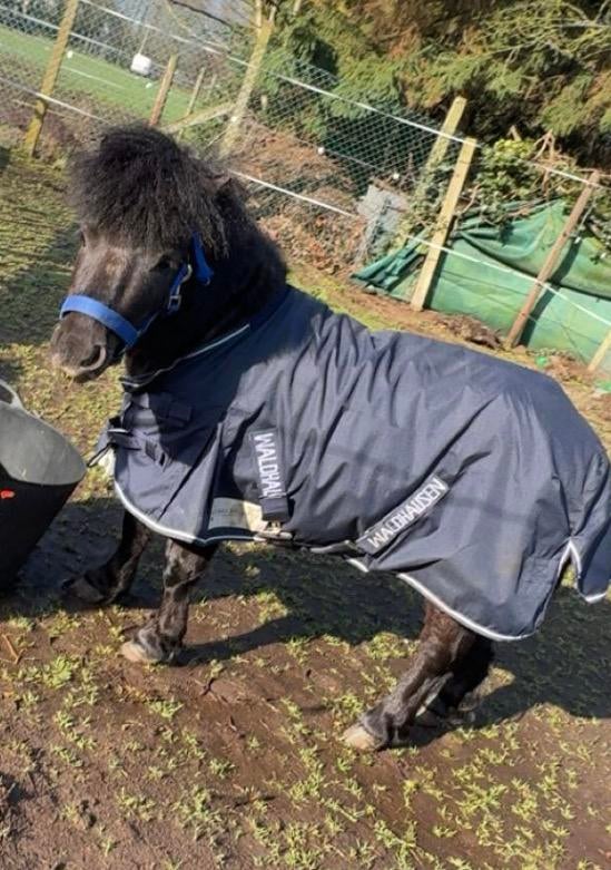 Halve stal !!!, Animaux & Accessoires, Poneys, Poney de saut, 3 à 6 ans, Avec pedigree, Poney A (jusqu'à 1.17 m)