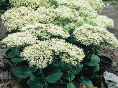 sedum stardust  in  pot  , heb er meerdere, Tuin en Terras, Ophalen, Vaste plant