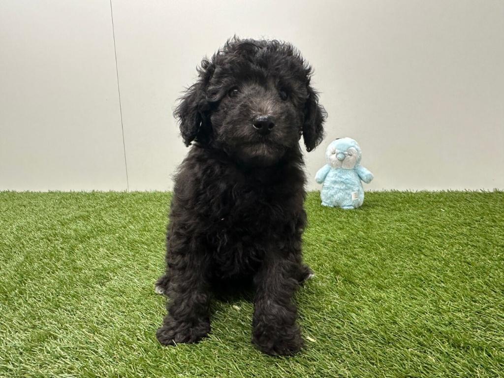 Nestjes Dwergpoedel pups, Poedel, Parvo, België, Reu
