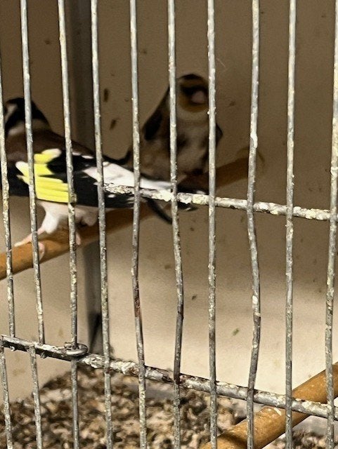 Major putters, Dieren en Toebehoren, Meerdere dieren, Wildzangvogel, Geringd