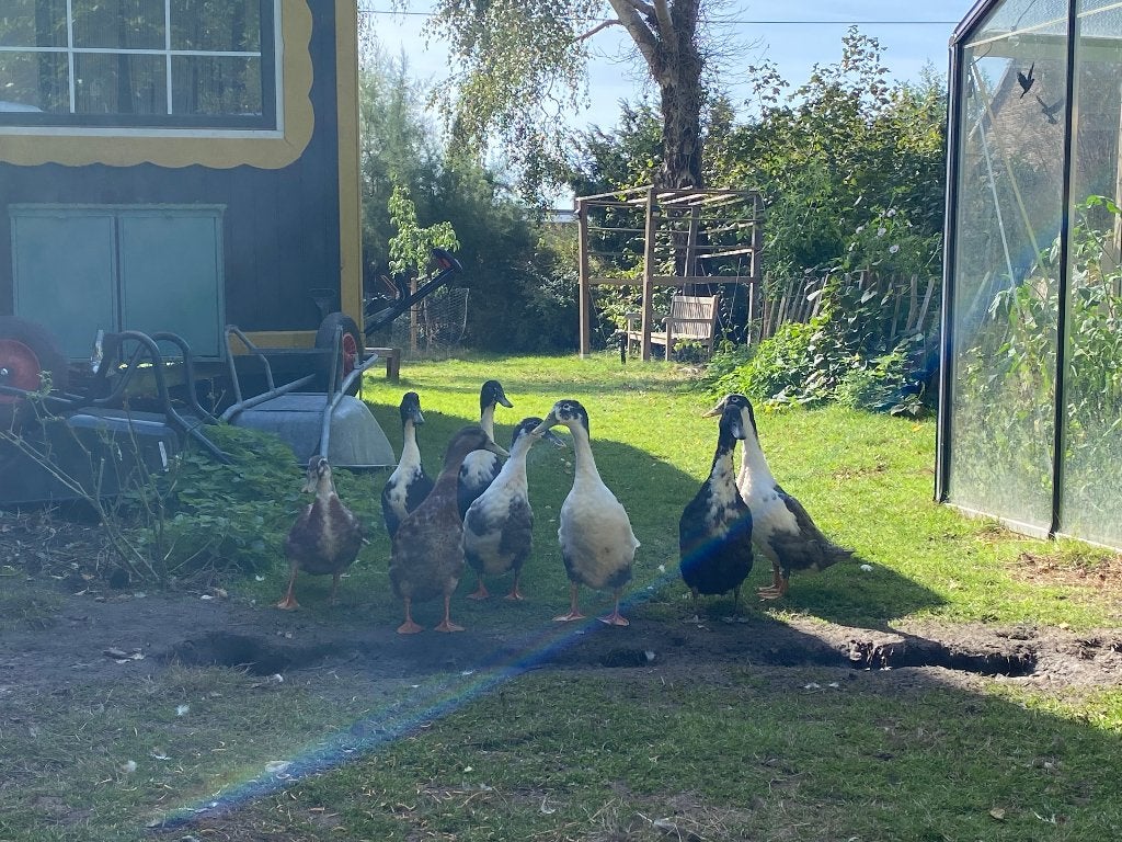 6 prachtige mannelijke loopeenden, Dieren en Toebehoren, Mannelijk, Eend