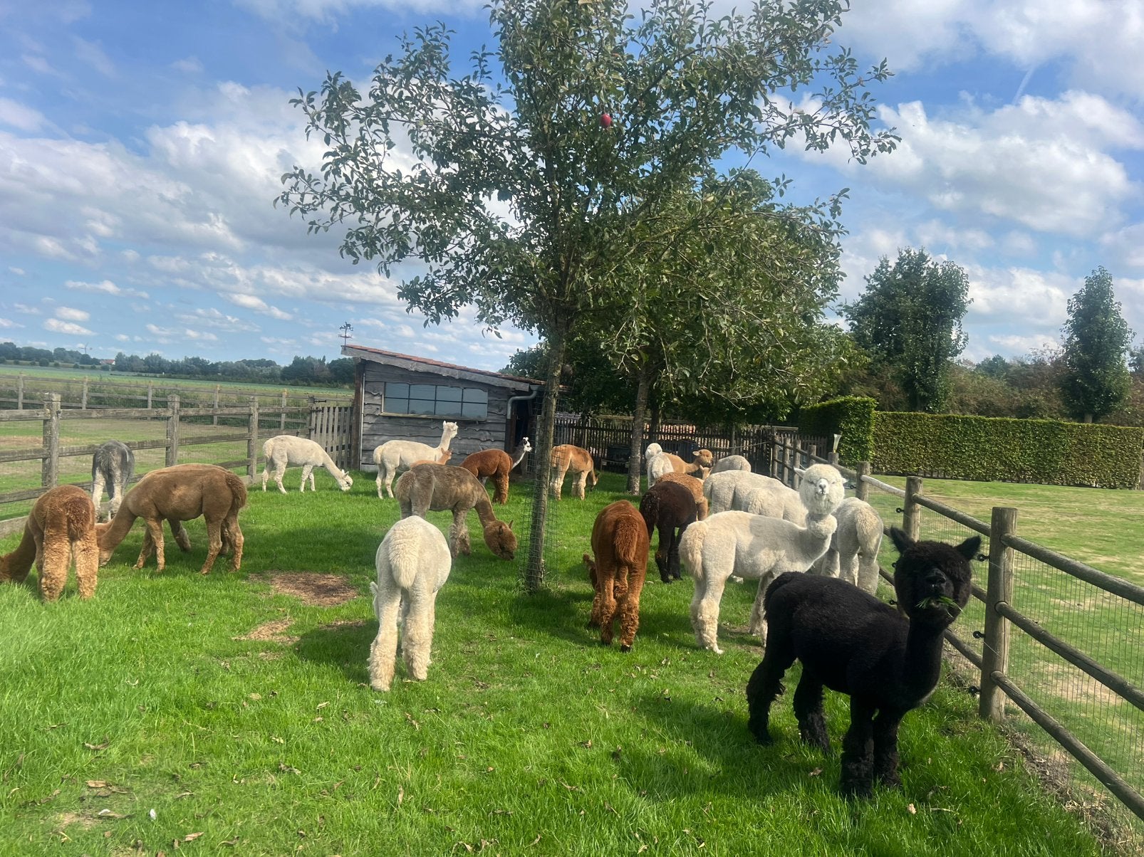 Alpaca, Dieren en Toebehoren