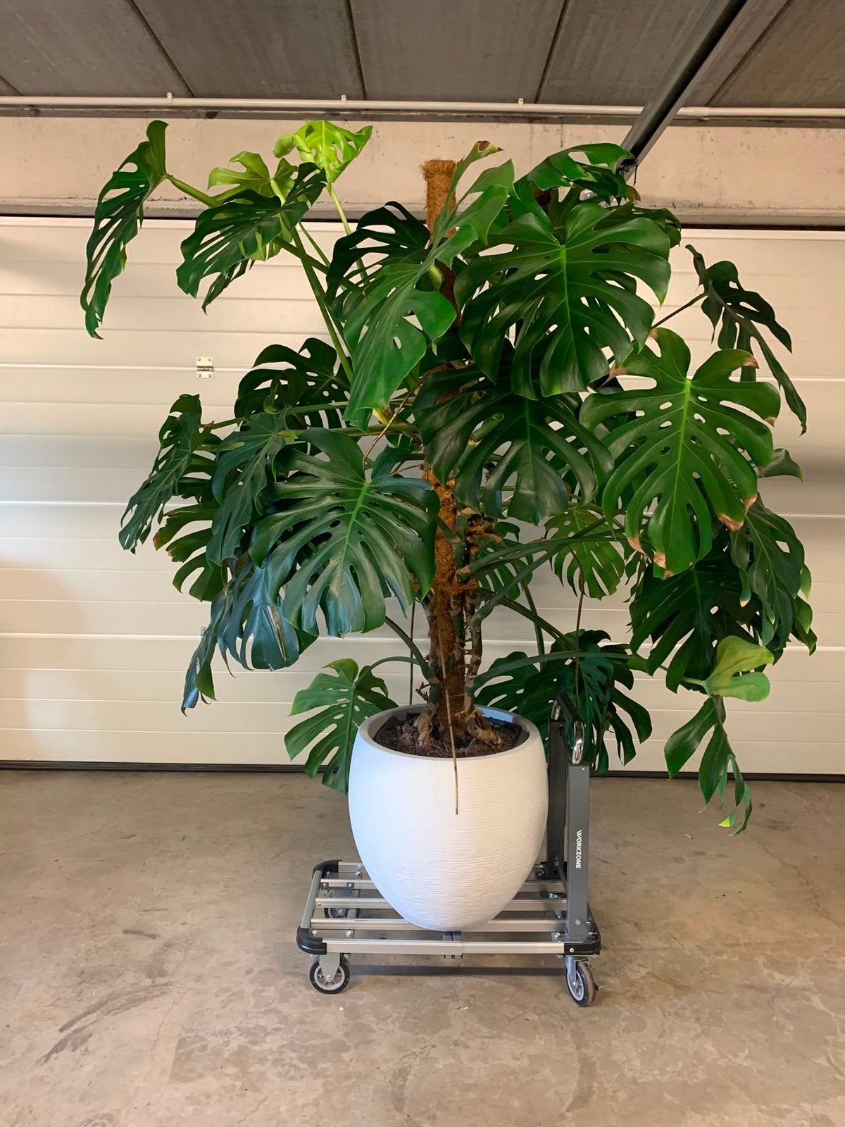 Grote monstera, Ophalen