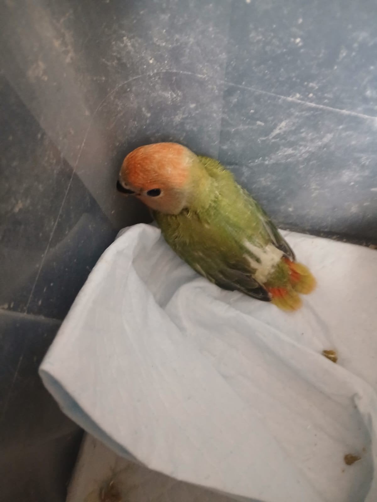 agapornis colie