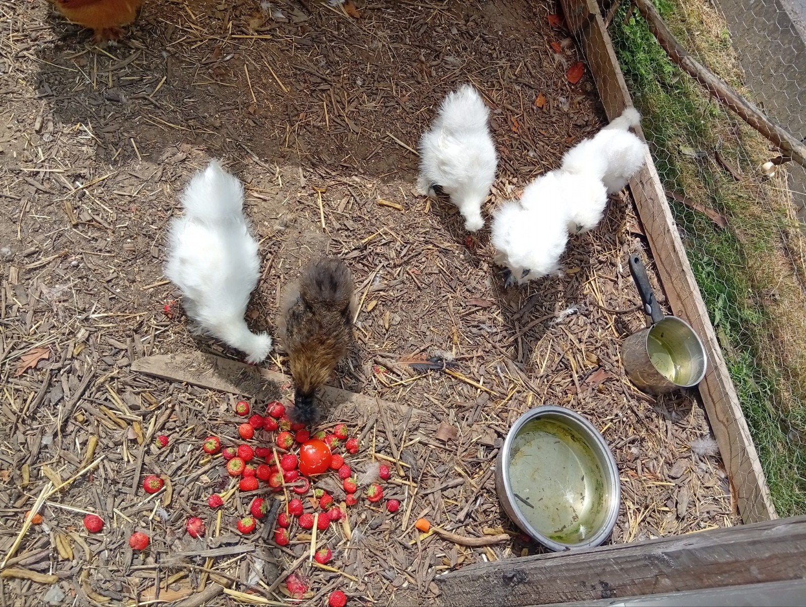 Zijdehoen, Dieren en Toebehoren, Pluimvee, Vrouwelijk, Kip