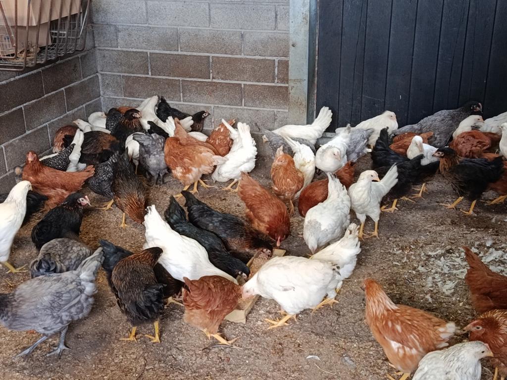jonge legkippen promo !!, Dieren en Toebehoren, Kip