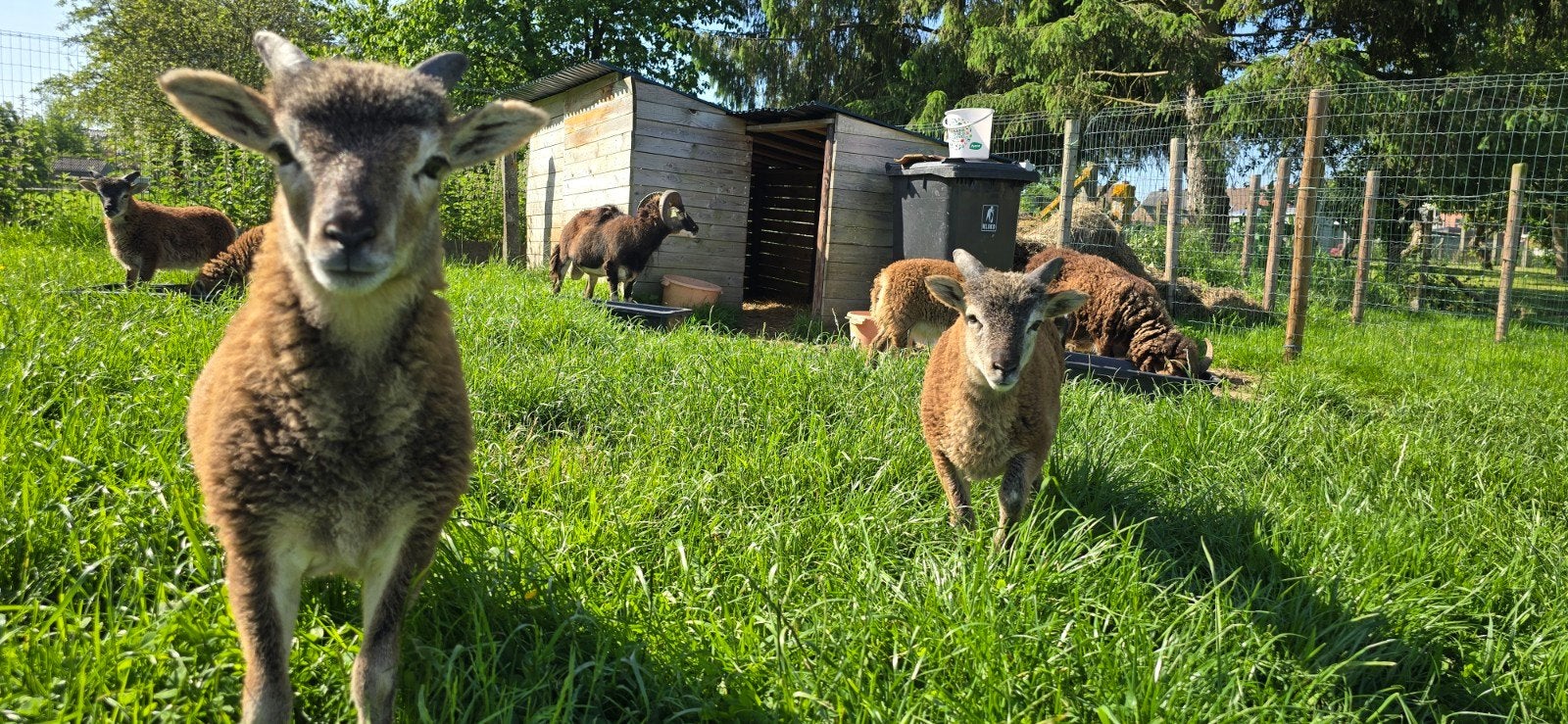Soay lammetjes te koop, Dieren en Toebehoren, Schapen, Geiten en Varkens