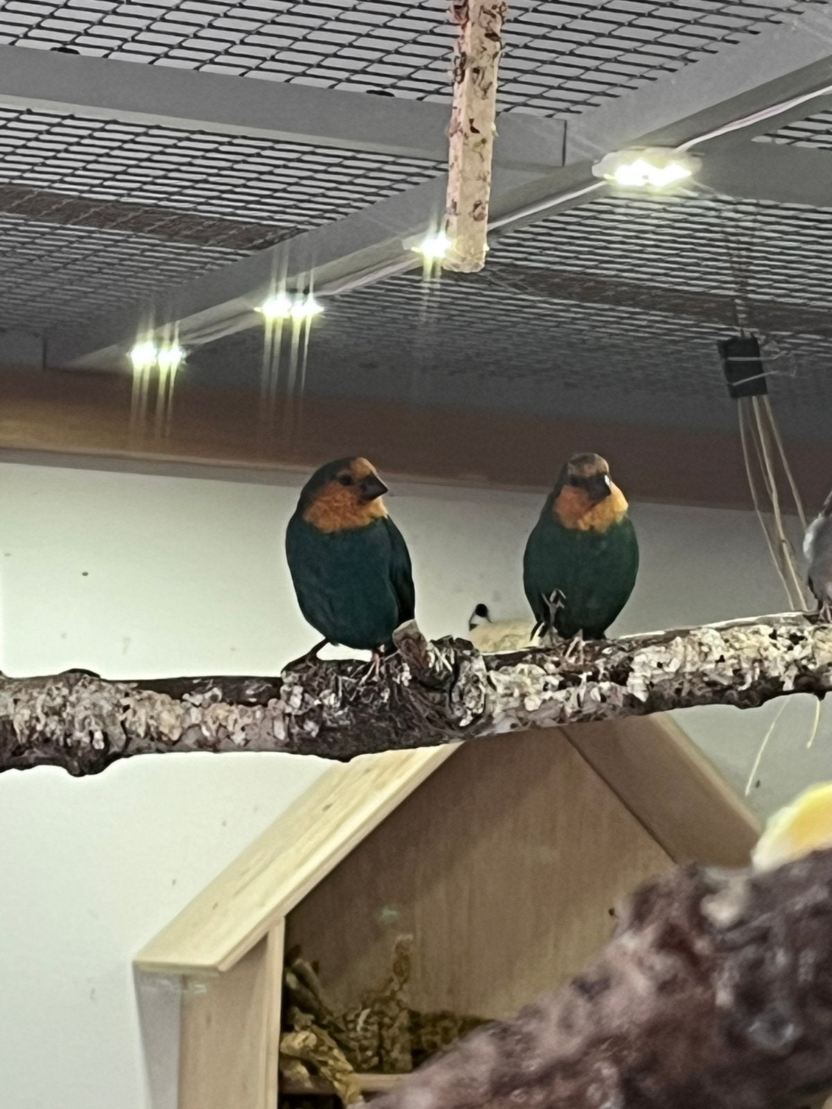 Zeegroen papegaai amandine, Dieren en Toebehoren, Vogels | Overige Vogels, Meerdere dieren, Tropenvogel, Geringd