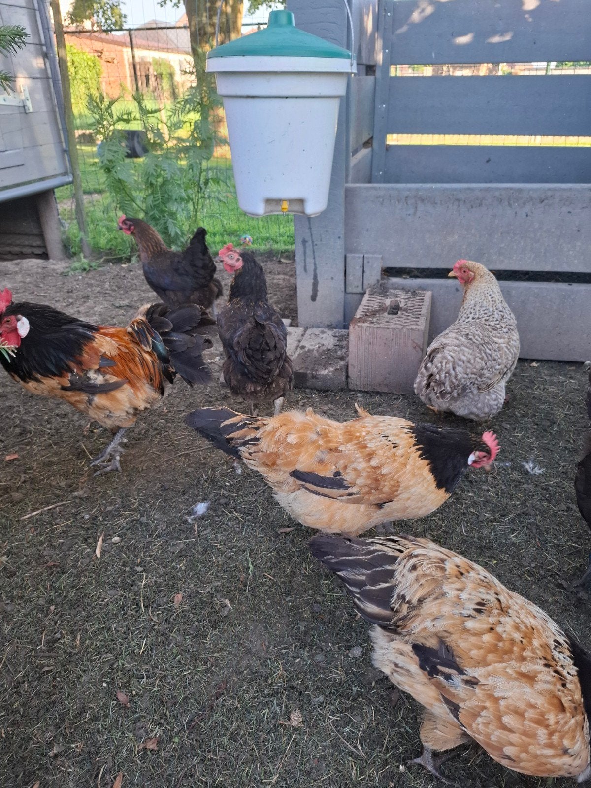 Kwartet vorwerk kippen ras zuiver, Animaux & Accessoires, Volatiles, Poule ou poulet, Plusieurs animaux
