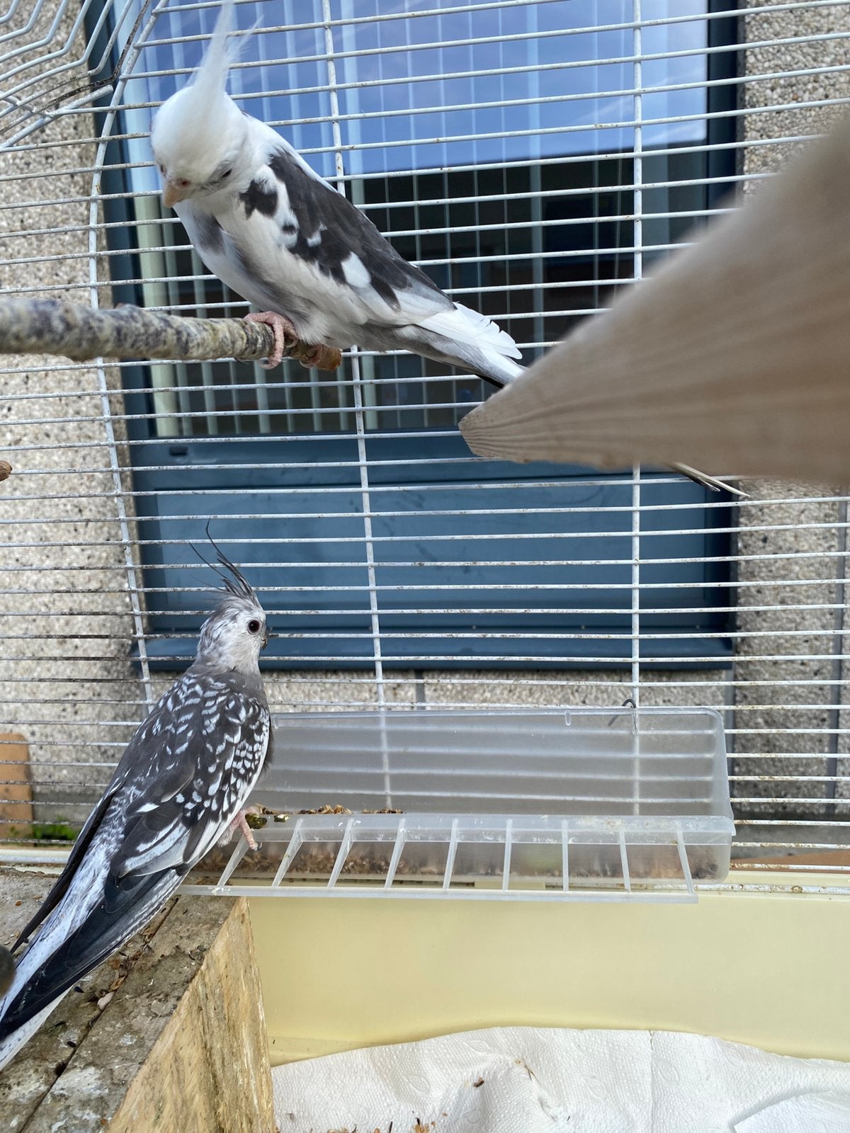 Twee koppels valkparkieten., Dieren en Toebehoren, Meerdere dieren, Papegaai