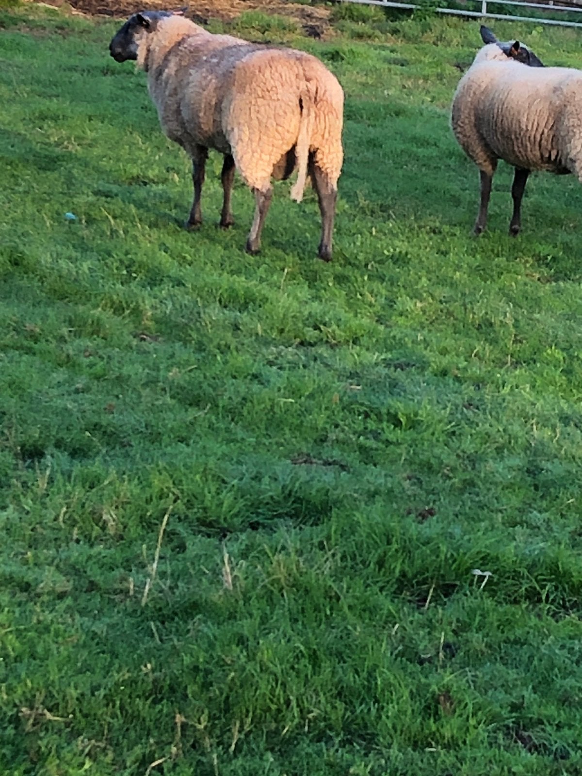 Schaap ram, Schaap