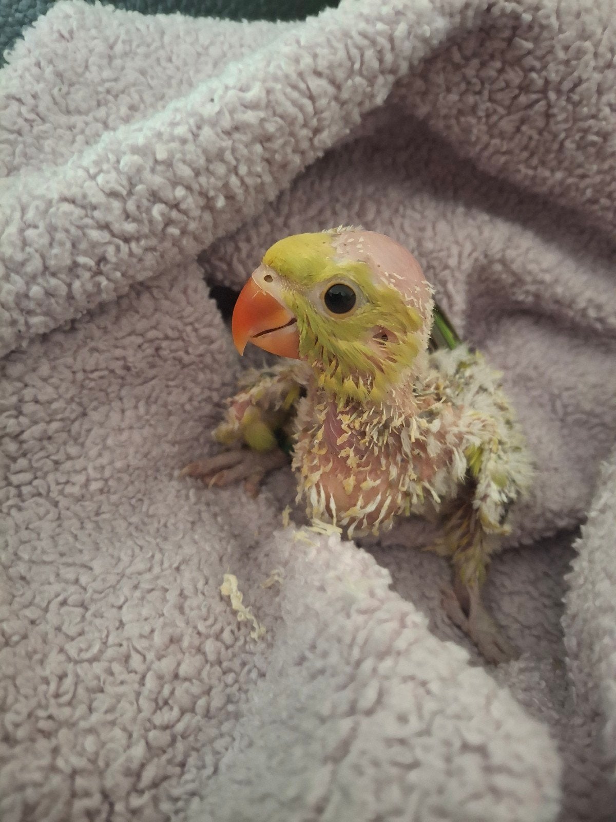 Handtamme baby halsbandparkiet, Dieren en Toebehoren, Pratend