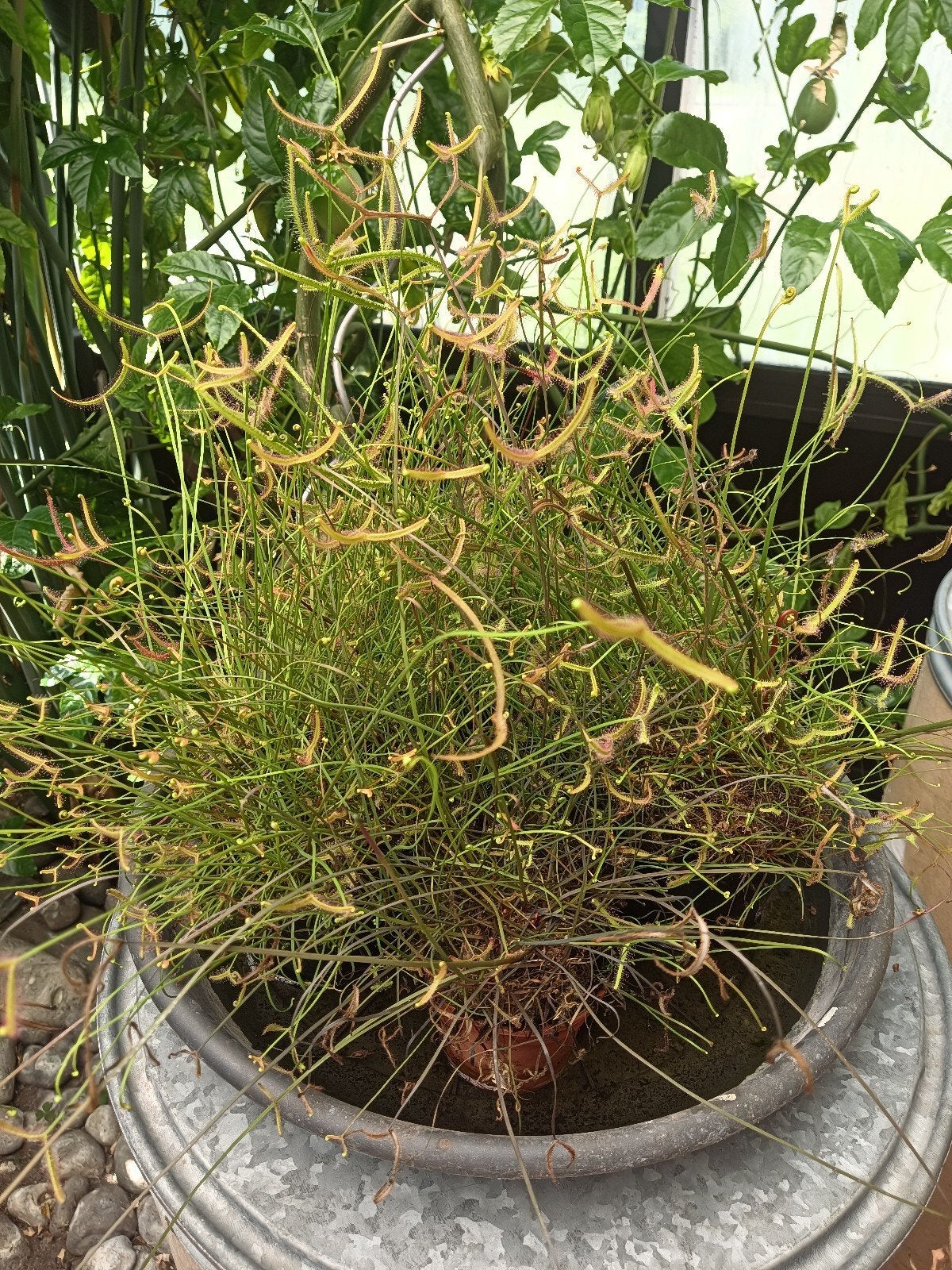 Vleesetende planten, Ophalen