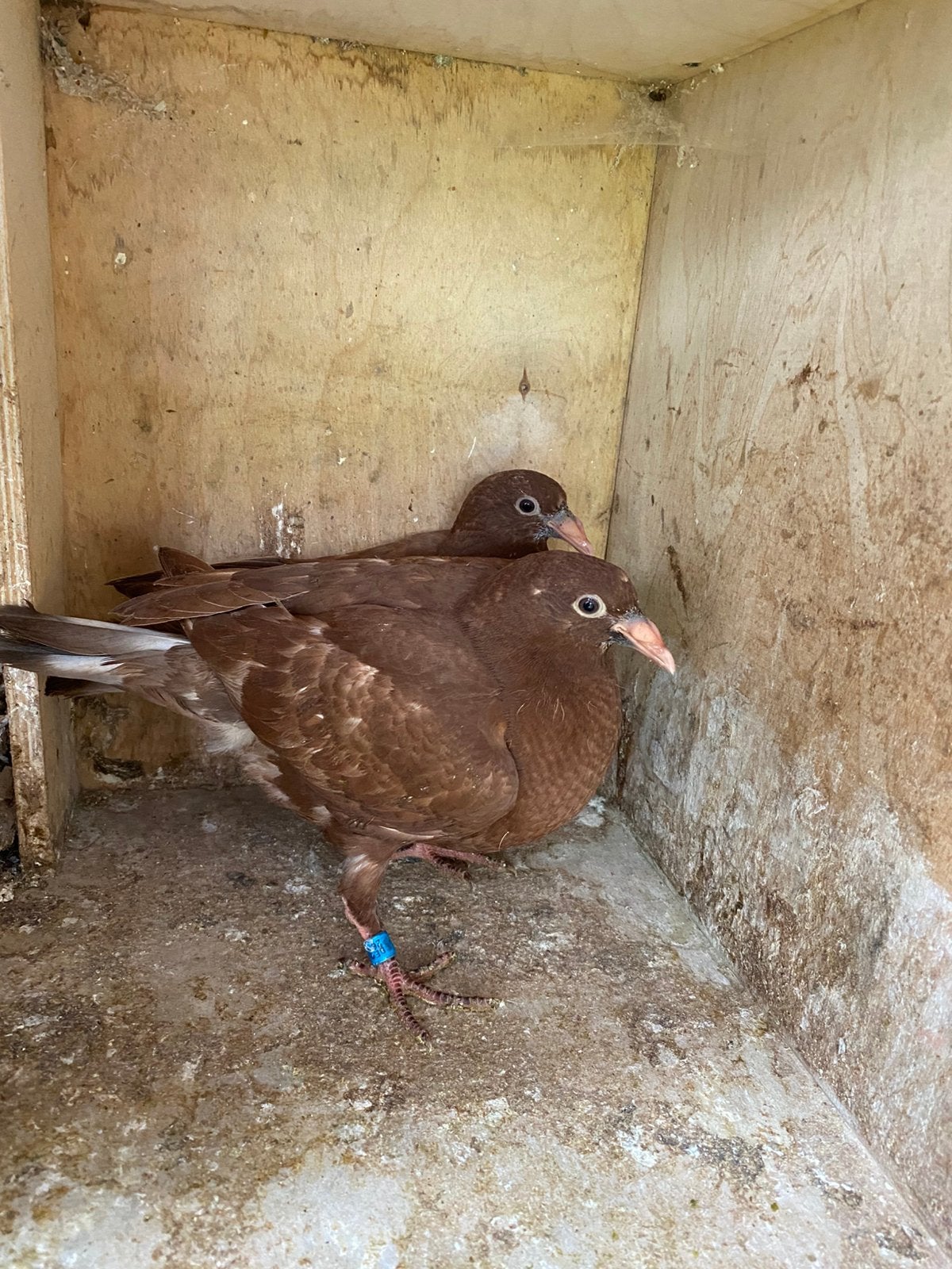 Meulemans jongen, Geslacht onbekend, Postduif