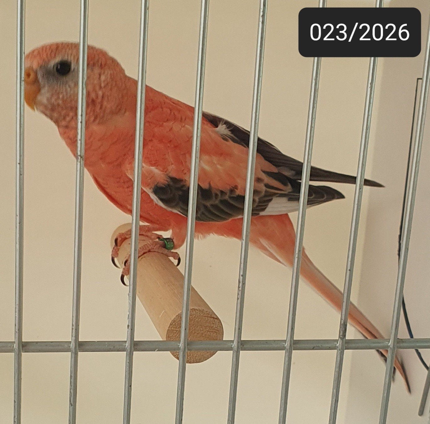 1-2 Opaline(roze) bourkes parkieten 2026 ek, Plusieurs animaux, Perruche, Bagué