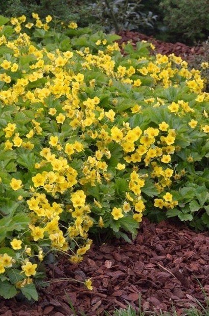 Waldsteinia ternata (grondbedekker), Tuin en Terras, Planten | Tuinplanten, Ophalen, Bodembedekkers, Vaste plant, Halfschaduw