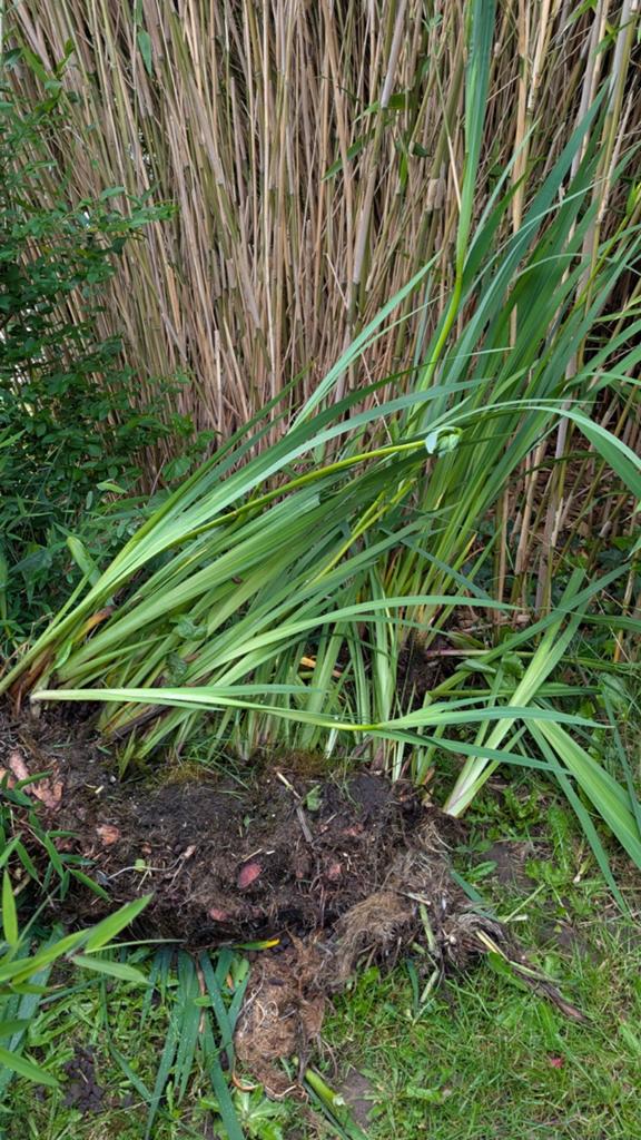 Waterplanten gele Iris, Jardin & Terrasse, Plantes | Jardin, Enlèvement