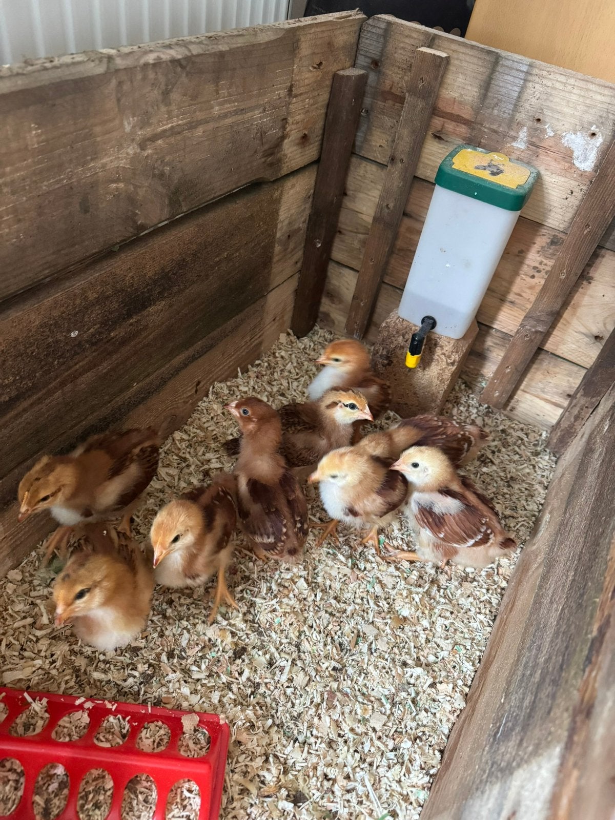 Kuikens te koop – 27 dagen oud, Dieren en Toebehoren