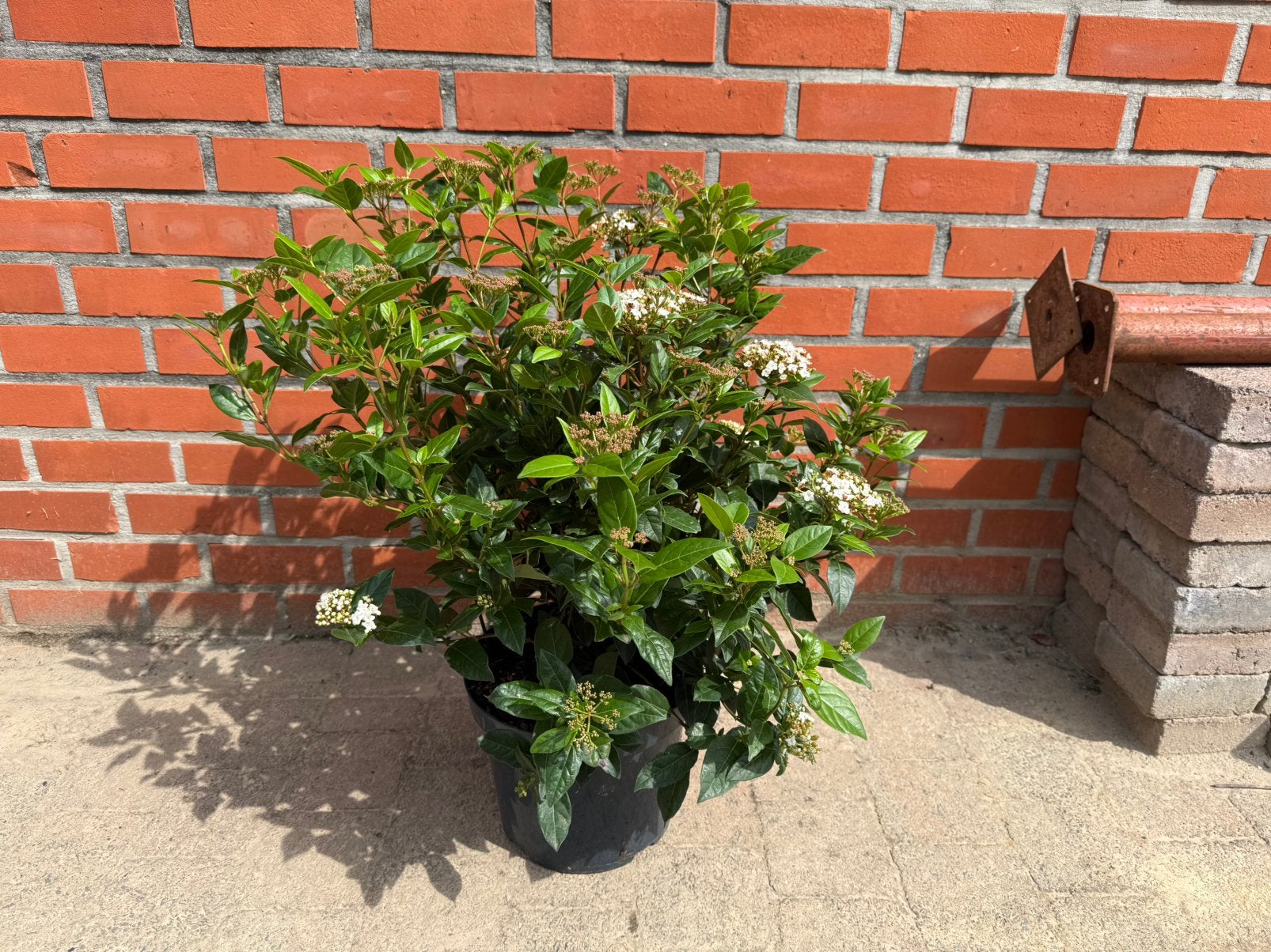 Viburnum tinus, Enlèvement