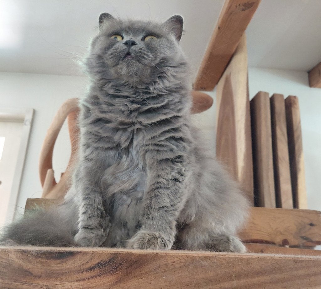Brits langhaar met stamboom, Dieren en Toebehoren, Poes, Met stamboom, 3 tot 5 jaar