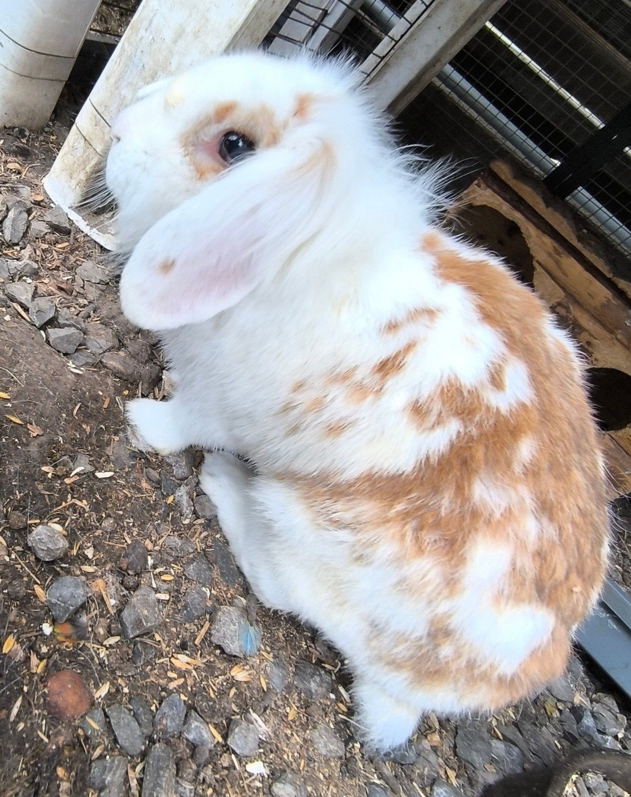 2 konijnen, Dieren en Toebehoren, Pluimvee