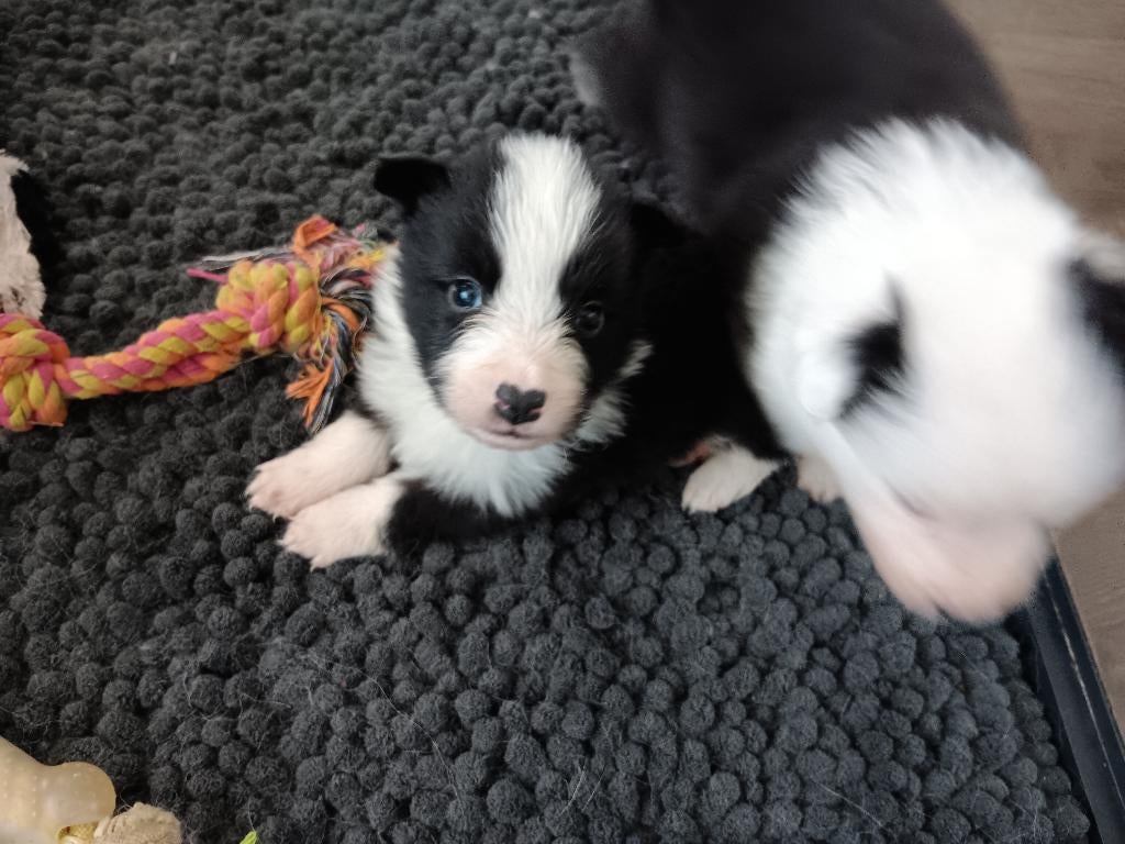 Border collie pups te koop, Dieren en Toebehoren, Honden | Herdershonden en Veedrijvers, België, Particulier, 8 tot 15 weken, Collie