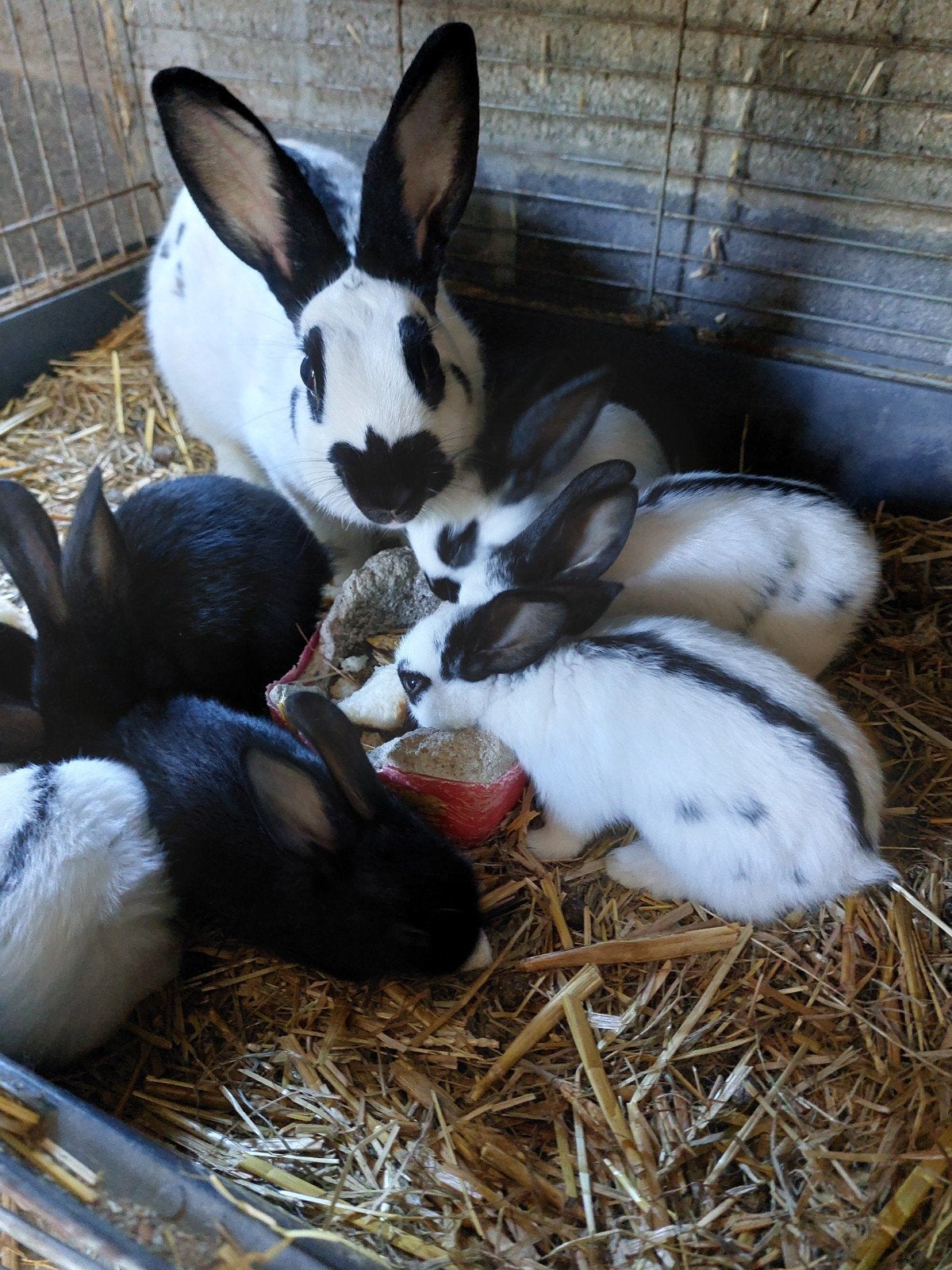 Voedster met 7 jonge vlinderkoniijnen, Dieren en Toebehoren, Konijnen, Meerdere dieren, Middelgroot, 0 tot 2 jaar