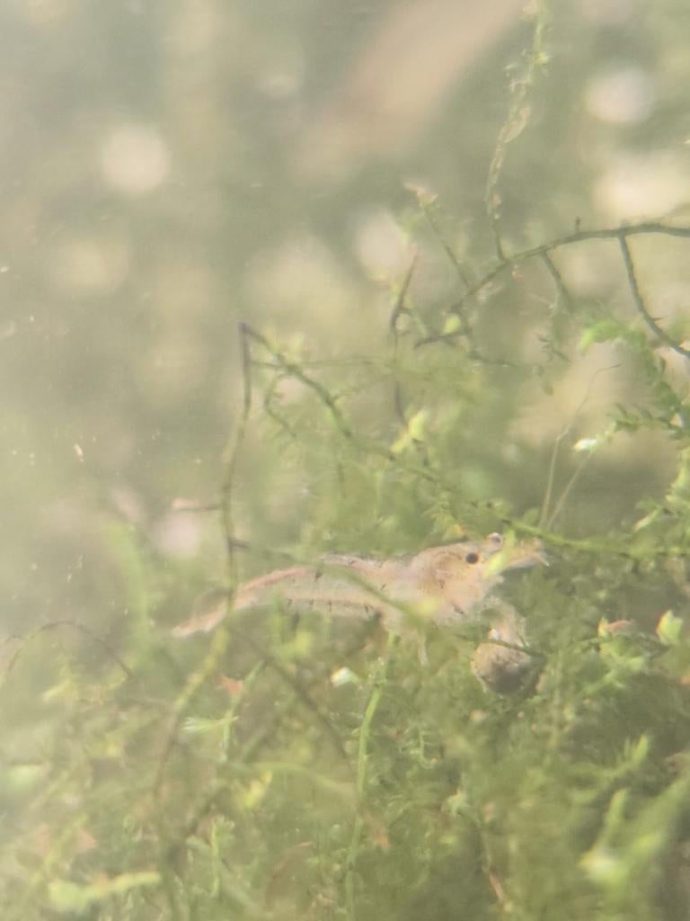 Garnalen neocaridina aquarium, Ophalen