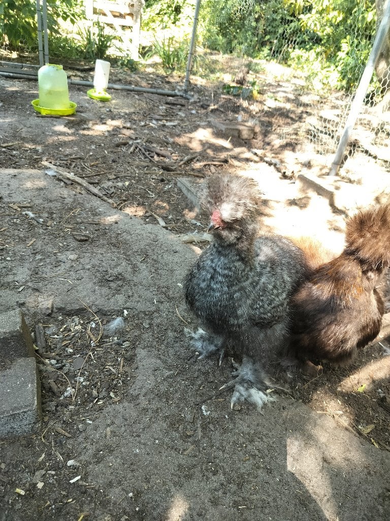 Usa zijdehoen haan, Dieren en Toebehoren, Pluimvee