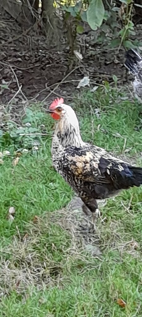 Haan te koop, Mannelijk
