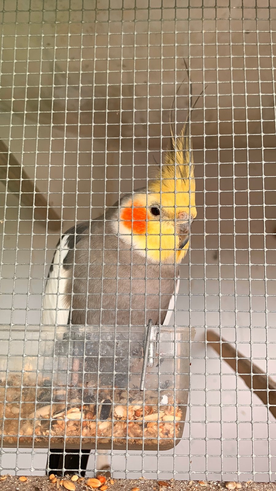 Koppel valkparkieten, Dieren en Toebehoren