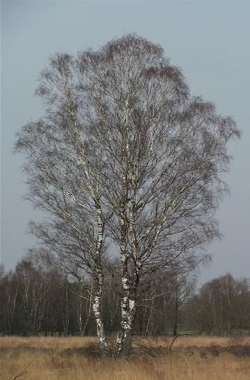  Ruwe berk – Betula pendula, Tuin en Terras, Ophalen, In pot