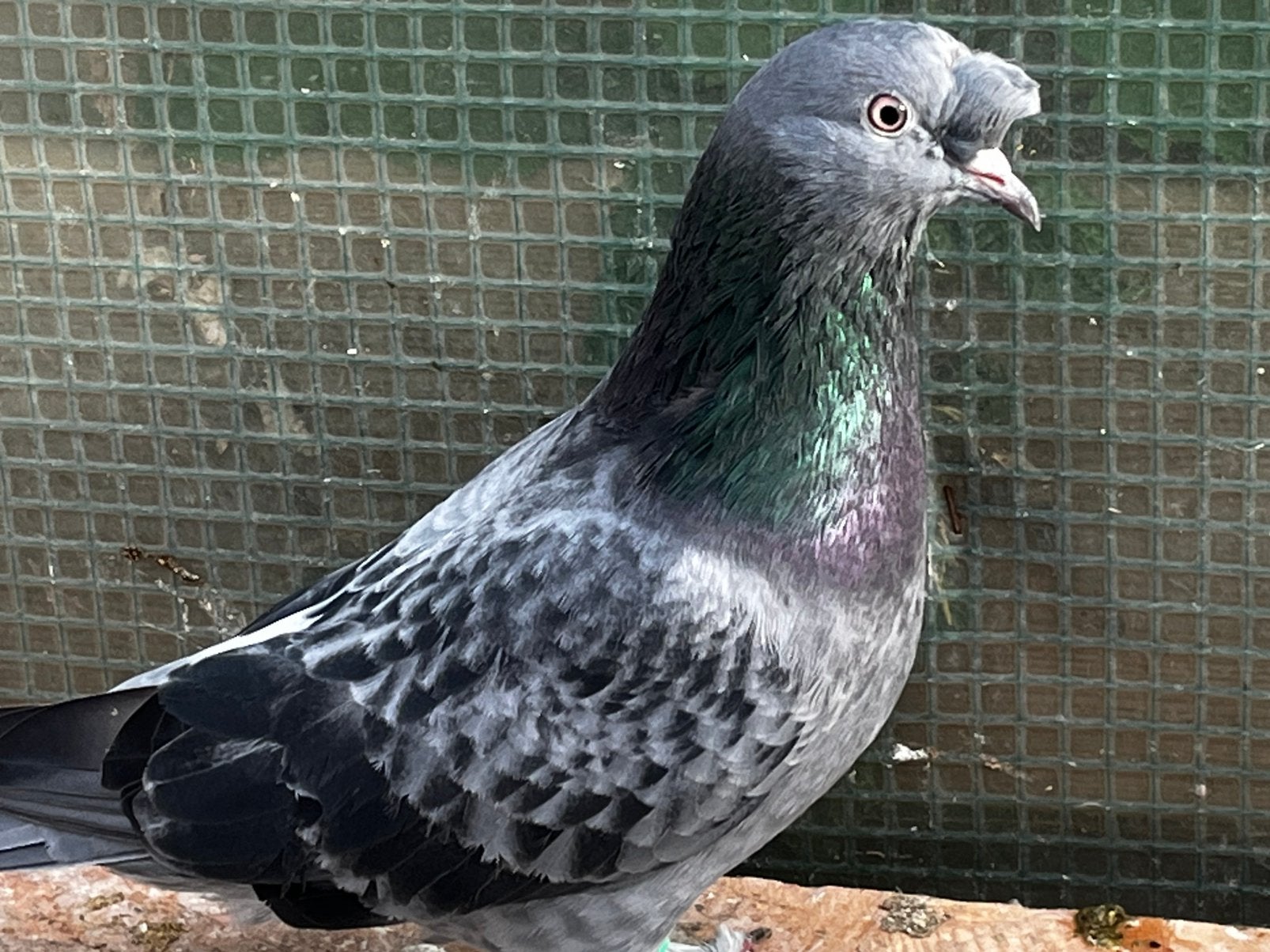 Koppel takla, Dieren en Toebehoren, Meerdere dieren, Tuimelaar of Roller