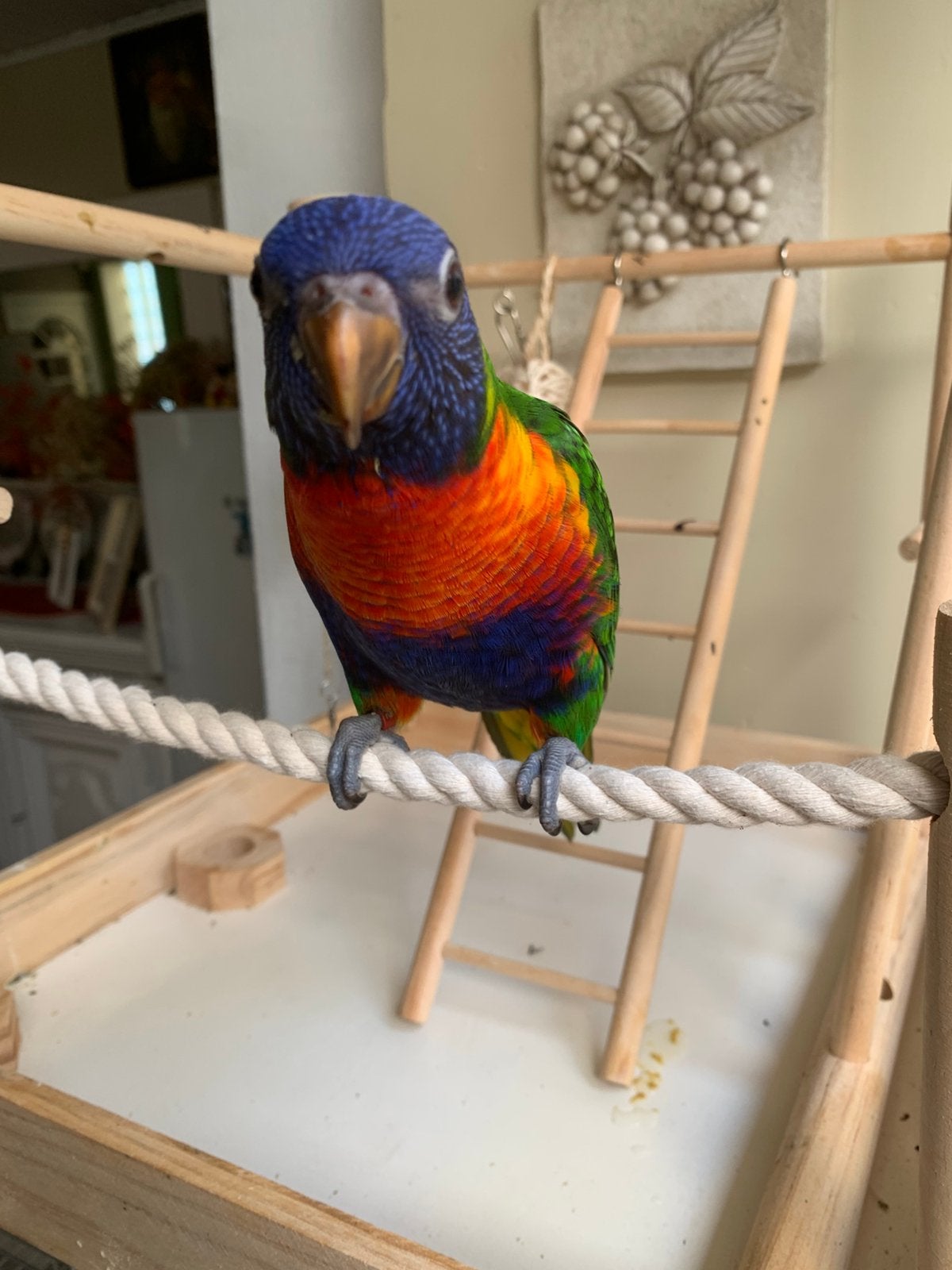 Lori’s van de blauwe bergen, Dieren en Toebehoren, Vogels | Parkieten en Papegaaien, Geslacht onbekend