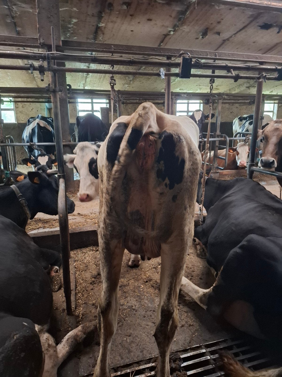Vaars te koop, Dieren en Toebehoren