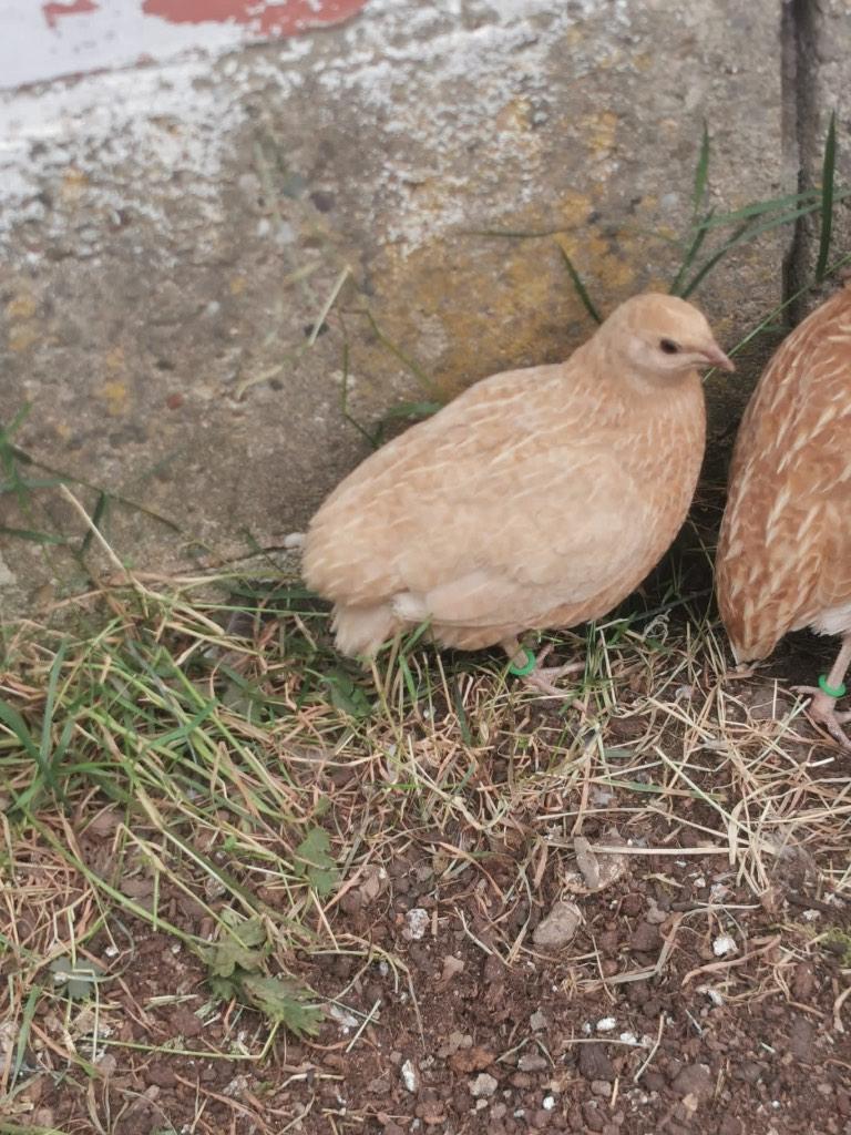 Broedeieren celadon Japanse kwartels, Sexe inconnu, Autres espèces