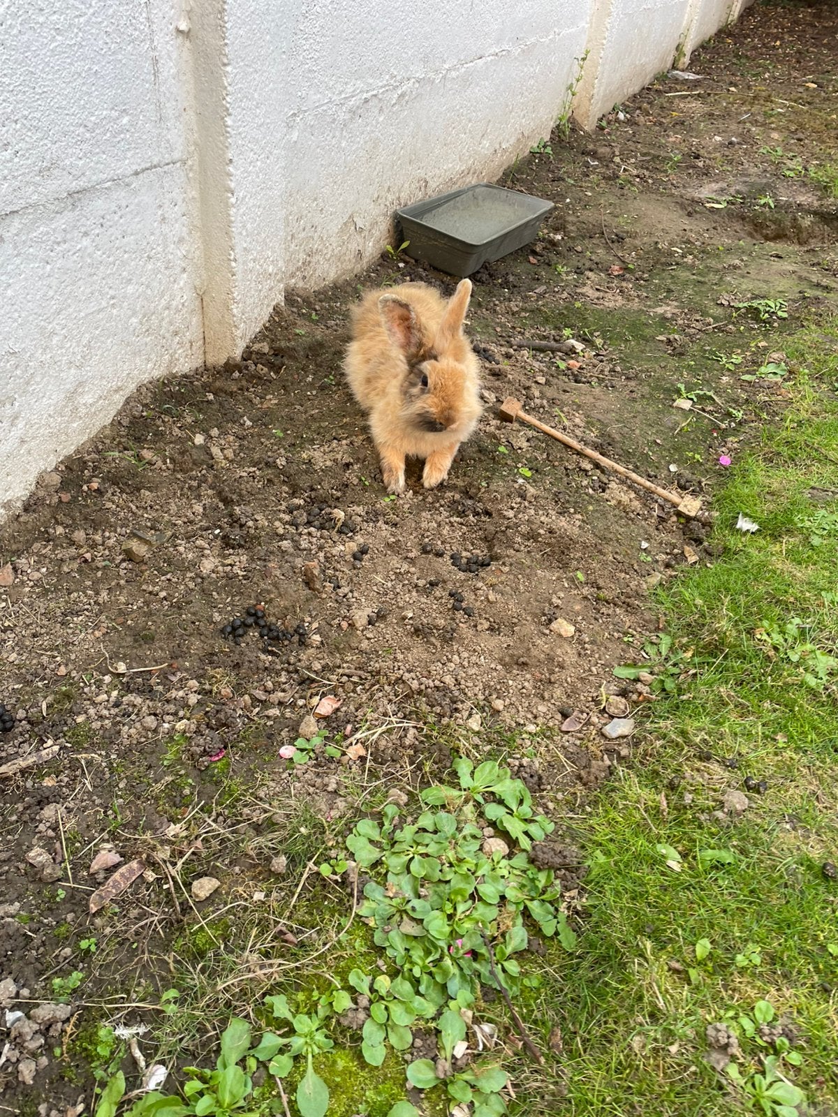 Lapin nain, Femelle, Nain, 0 à 2 ans